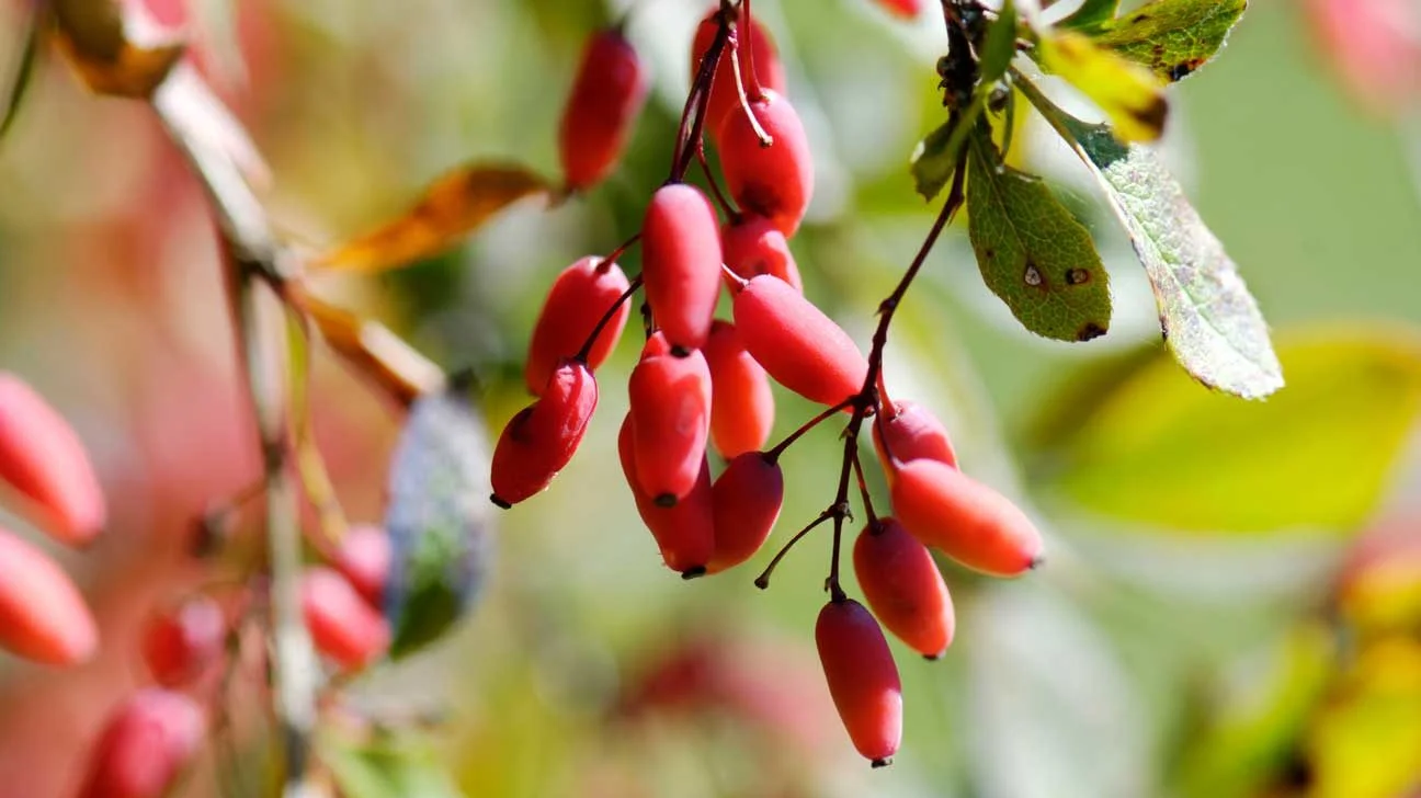 Berberine from Berberis vulgaris in type 2 diabetes mellitus: metabolic dysregulation, cardiovascular risk, and mechanistic pathways